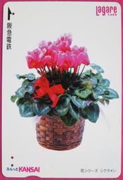 ~ 郵雅 ~阪急電鐵仙克萊花(又名:兔子花、一品冠) 舊車卡