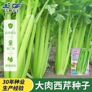 [Local Growing] Four Seasons Celery Seeds Glass Celery Seeds Celery Seeds Potted Vegetable Seeds Bal