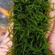 Moss weping Moss US fisident Moss Java moss minicrismos Moss ricardiaAquascape Hiasan Akuarium
