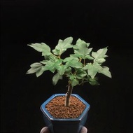 SG3507-日本唐楓矮霸老樁🔥多肉植物小盆栽禮物🔥