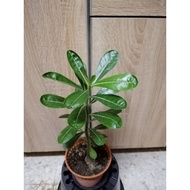 [Real Plant] Pokok Bunga Adenium