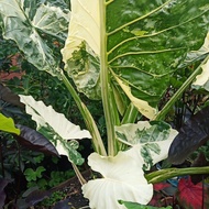 Caladium Alocasia Colocasia pokok keladi hiasan