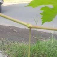 HARGA PROMO Entres anggur Import red shine muscat TERMURAH