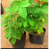 Anak pokok bunga telang  / butterfly pea flower plant