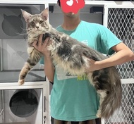 Kucing Mainecoon 1 tahun non ped