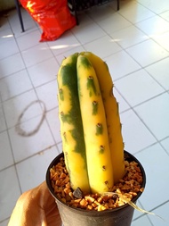 Trichocereus Pachanoi Cactus
