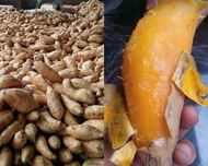 1 Kg ubi Madu Cilembu asli Sumedang (mentah)