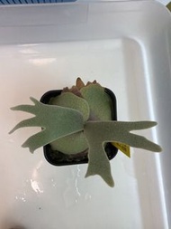 鹿角蕨 細菌 側牙 侏儒爪哇
