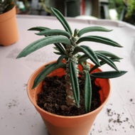 Euphorbia plant for sale