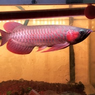 ikan arwana super red