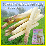 Sweet White Asparagus Seed หน่อไม้ฝรั่งขาว เมล็ดพันธุ์ - 10เมล็ด/ซอง อัตรางอกสูง Heirloom Asparagus Vegetable Seeds for Gardening Vegetable Plants Seeds for Planting เมล็ดพันธุ์ผัก เมล็ดหน่อไม้ฝรั่ง หน่อไม้ฝรั่ง เมล็ดบอนไรหรา ต้นไม้ พันธุ์ผลไม้ บอนสี