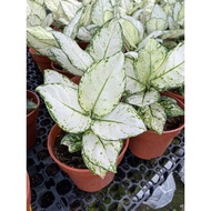 Aglaonema White real live plant free organic fertiliser 0.5kg free organic premium soil 3kg