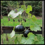 ∇ ♟ Squash Kabocha Seeds - Japanese Squash Seeds - Squash Seeds - Heirloom Squash Seeds - Rare Seed