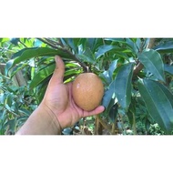 Pokok Ciku Mega Hybrid