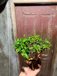 pohon bonsai buce aquascape