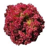 1000PSC Red & Green Coral Lettuce Mix Seeds/紫叶生菜
