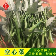 ⭐10.7 Will Seeds Big Leaf Sprout Seeds Hollow Vegetables g Vegetable Seeds