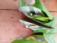 kepompong pisang umpan alam Joss bawal 15 ekor