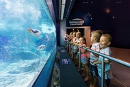 Tiket Sea World Gold Coast