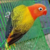 Burung Lovebird biola Ewing gold