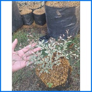 ◑ ❦ ⇧ VARIEGATED AFRICAN TALISAY PLANT (SMALL)
