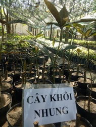 500gr Lá Khôi Tía khô ( Khôi Nhung) hàng loại 1 GT177