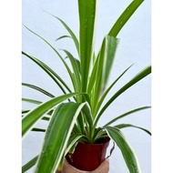 Chlorophytum/Spider plant/Pokok spider/吊兰