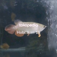 Terbaru Ikan Arwana Golden Red/Arwana Golden Red/Arowana