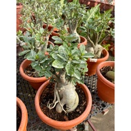 Adenium Rose 富贵花big pot real live plant free organic fertiliser 0.5kg free organic soil 3kg