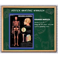 Human Anatomy Poster (Human Frame)