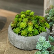 PARADEAO Mini Artificial Cactus Plant, Real Touch Plastic Artificial Succulent Plant, Simulation Cac