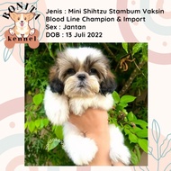 Jual Anjing Shihtzu Pure Stambum Anakan Anjing Shihtzu Betina Murah