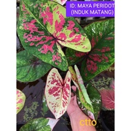 (SUPER RARE) KELADI MAYA PERIDOT THAILAND CALADIUM BATU ZAMRUD MAYA