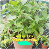 BG-Herbal （Thai Basil）