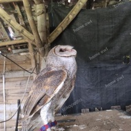 Kualitas Nomer Satu Tyto Alba Burung Hantu Barn Owl (Ecer)
