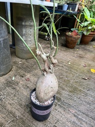 索馬里沙漠玫瑰 Adenium somalense 塊根 植物 多肉