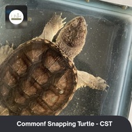 Koleksi common snapping turtle / CST