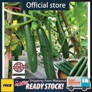 15 BIJI BENIH(REPACK) TIMUN JEPUN F1.JAPANESE CUCUMBER SEEDS.