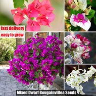 Fast Delivery 50pcs Mixed Dwarf Bougainvillea Seeds Bonsai Plants for Sale Real Plants Halaman Mayan
