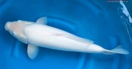 IKAN KOI IMPORT SHIROMUJI NISAI 55CM FEMALE SAKAI FISH FARM