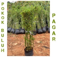 Pokok Buluh pagar thai / Pokok buluh Pelenting thai murah/ buluh pagar