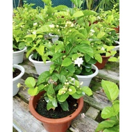 Jasmine Plant - Fresh Gardening Indoor Plant Outdoor Plants for Home Garden