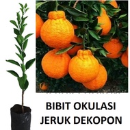 gtm bibit tanaman pohon jeruk dekopon hasil okulasi jaminan asli