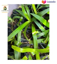 Set Rumput Siti Khadijah / Rumput Cina / Beijing Grass - Tiga Jenis Rumput Menakjubkan untuk Menghia