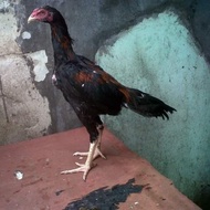 Ayam Jantan Trah SHamoKhoy Tulangan Tebal Besar Tegap Calon Jawara