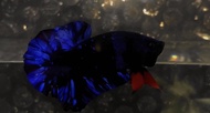 Ikan cupang avatar gordon 