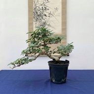 小品盆栽・壽娘子