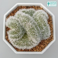 แมมขนแกะคริส Mammillaria albicoma cristata (Rare item)