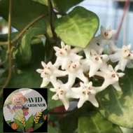 Avid Gardener <Hoya> Hoya Elliptica/ Turtle Shell Hoya