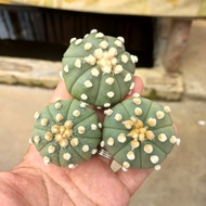 Tanaman Hias Kaktus // Astrophytum Oibo Seedling